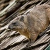 Daman skalni - Procavia capensis - Rock Hyrax o2268